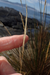 Austrostipa stipoides