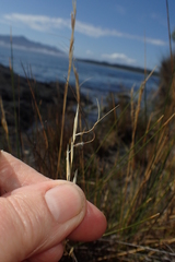 Austrostipa stipoides