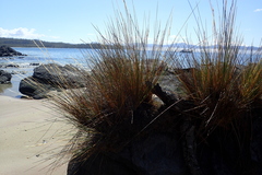 Austrostipa stipoides