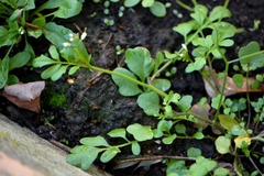 Cardamine occulta