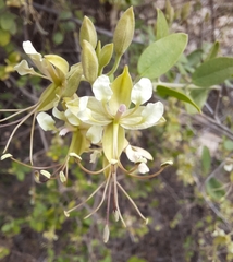 Cadaba fruticosa