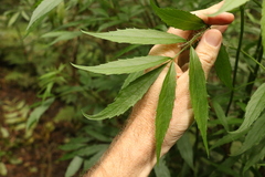 Sambucus australasica