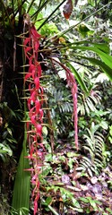 Pitcairnia stevensonii