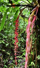 Pitcairnia stevensonii