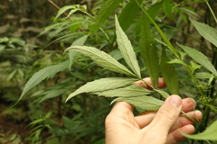 Sambucus australasica