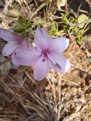 Barleria mysorensis