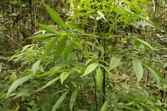Sambucus australasica