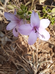 Barleria mysorensis