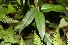 Parsonsia rotata