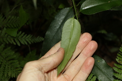 Parsonsia rotata