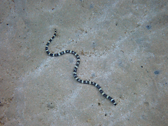 Leiuranus versicolor