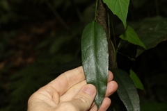 Parsonsia rotata