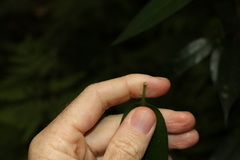 Parsonsia rotata