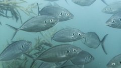 Pseudocaranx