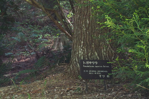 Pseudotsuga japonica iNat (2)