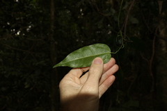 Aristolochia laheyana