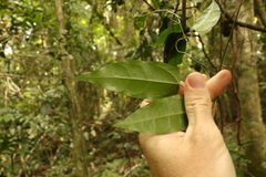 Aristolochia laheyana