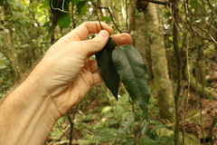 Aristolochia laheyana