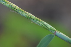 Elymus shandongensis
