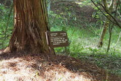 Sciadopitys verticillata