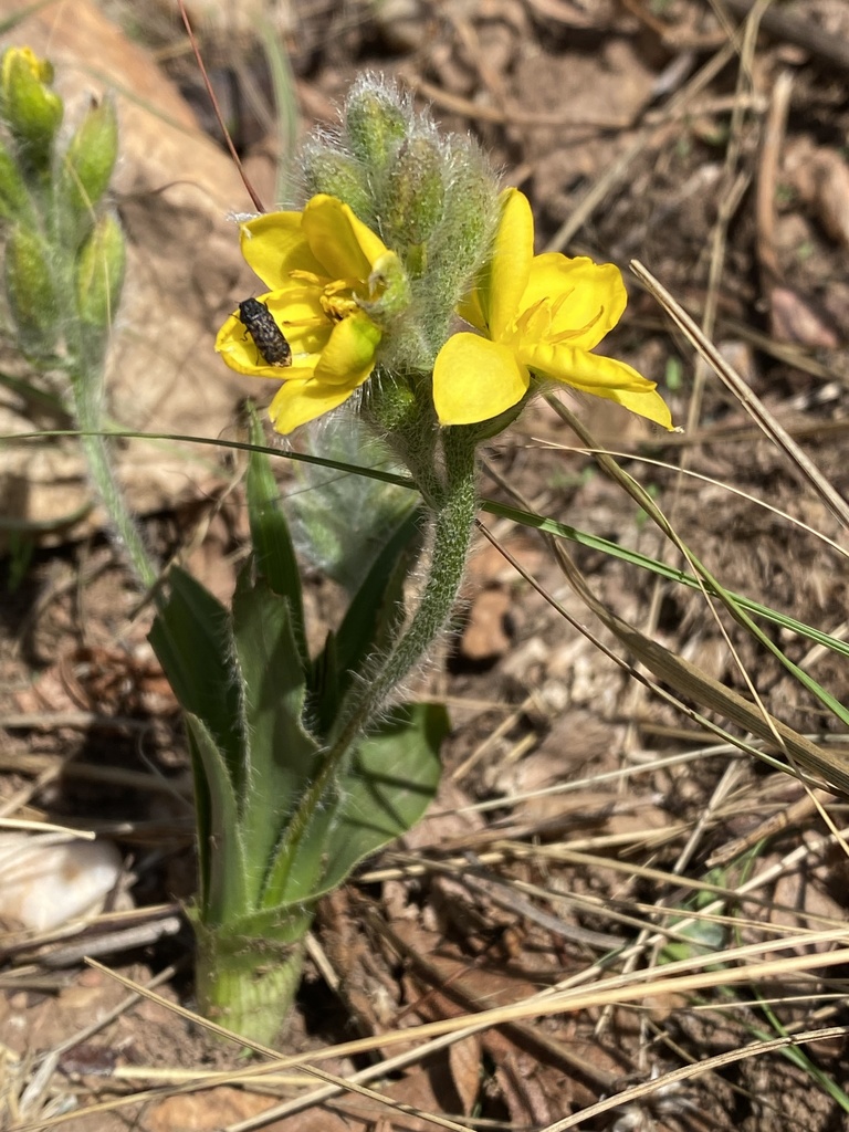 Small Yellow Star