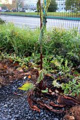 Rumex aquaticus