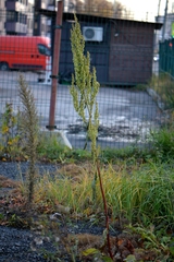 Rumex aquaticus