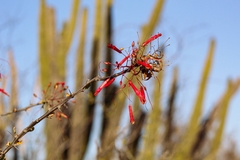 Fouquieria macdougalii