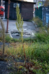 Rumex aquaticus