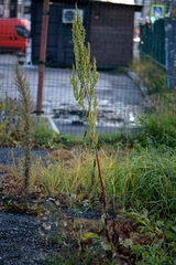 Rumex aquaticus