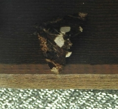 Catephia