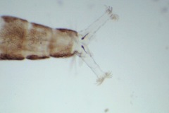 Thienemanniella