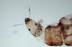 Thienemanniella