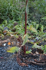 Rumex aquaticus
