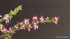 Erica simulans simulans