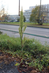 Rumex aquaticus