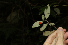 Solanum shirleyanum