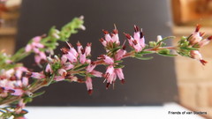 Erica simulans simulans