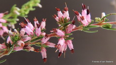 Erica simulans simulans