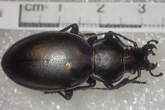 Carabus torosus torosus