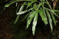 Atractocarpus chartaceus