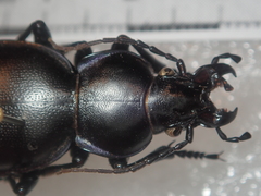 Carabus torosus torosus