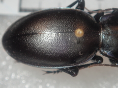 Carabus torosus torosus