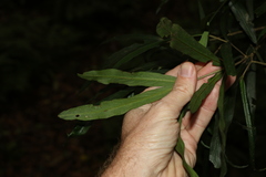Atractocarpus chartaceus