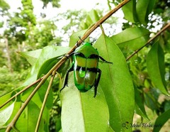 Ischiopsopha bifasciata