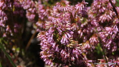 Erica uberiflora