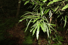 Atractocarpus chartaceus