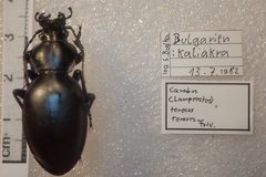 Carabus torosus torosus