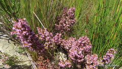 Erica uberiflora