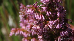 Erica uberiflora
